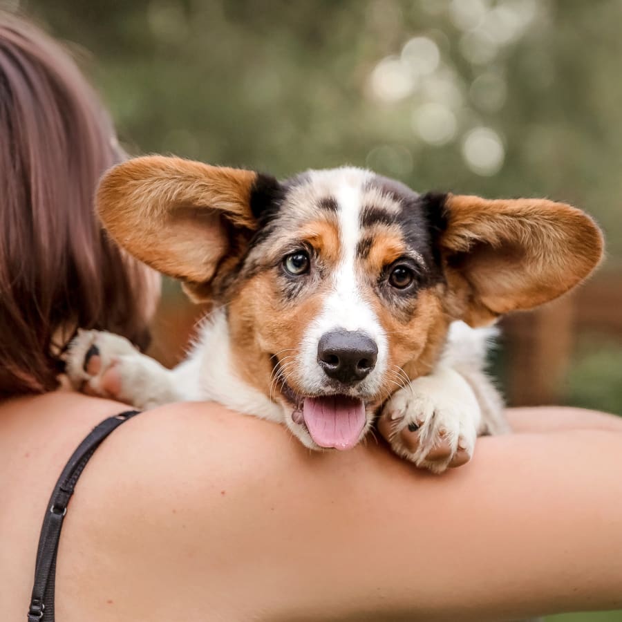 About Deer Park Animal Hospital, GP Veterinarian