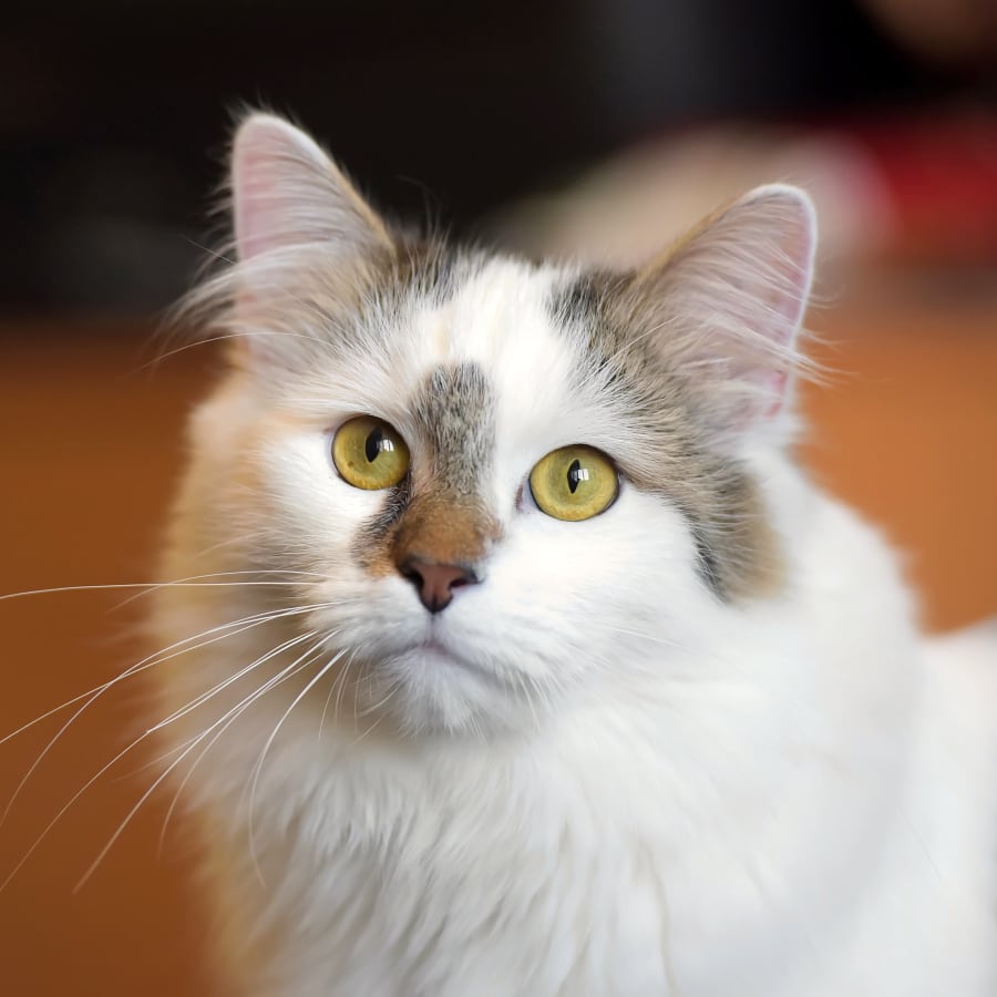 Cat at Veterinary Dentist, Deer Park Vet