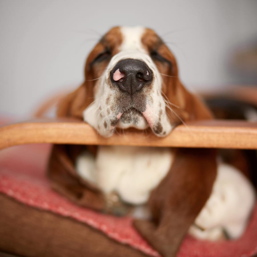 Senior brown dog resting his head on bench