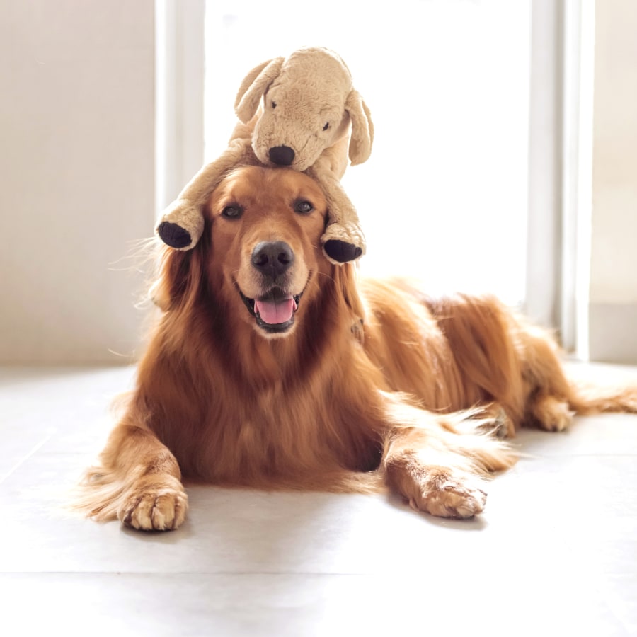 Pet Laboratory & Pet Pharmacy in Deer Park