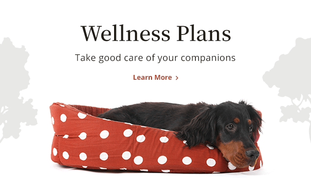 Learn How Pet Wellness Plans Save Money
