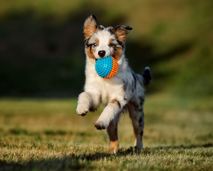 Spaying & Neutering, Deer Park Veterinarians