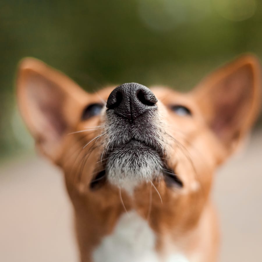 Vet Surgery in Deer Park