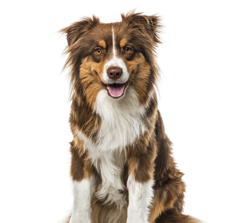 Medium Dogs, Deer Park Animal Hospital wellness plan